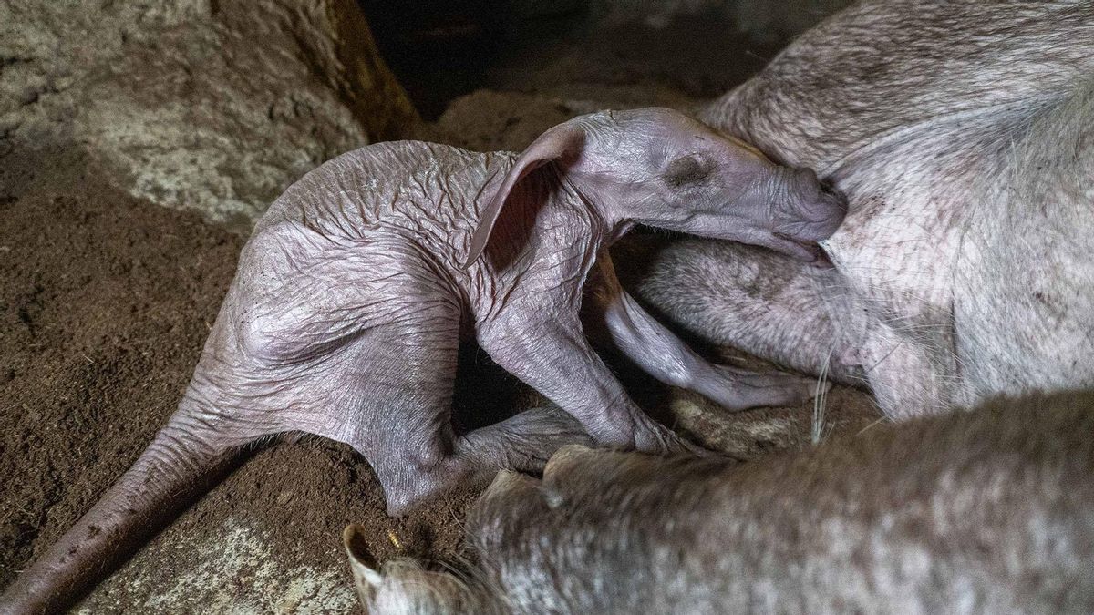 Nace en España en España un cerdo hormiguero, conocido como el animal Frankenstein