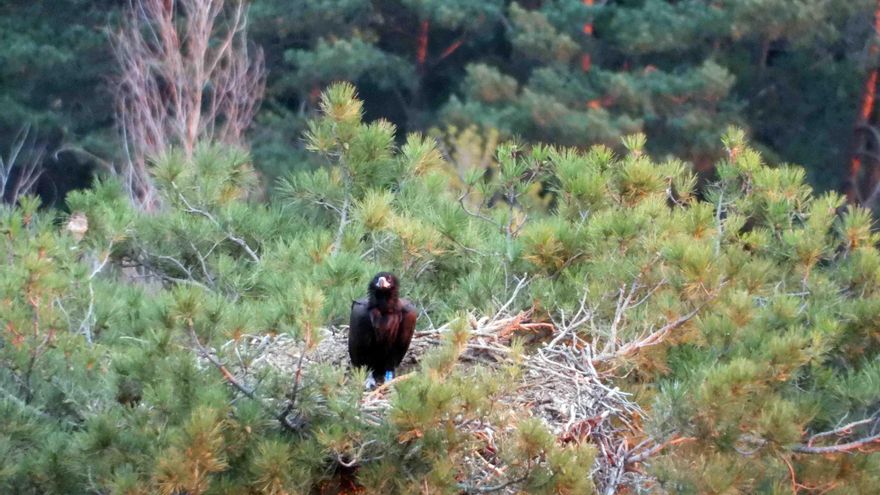 El ejemplar de buitre muerto por diclofenaco, 48 horas antes de ser hallado sin vida / GREFA