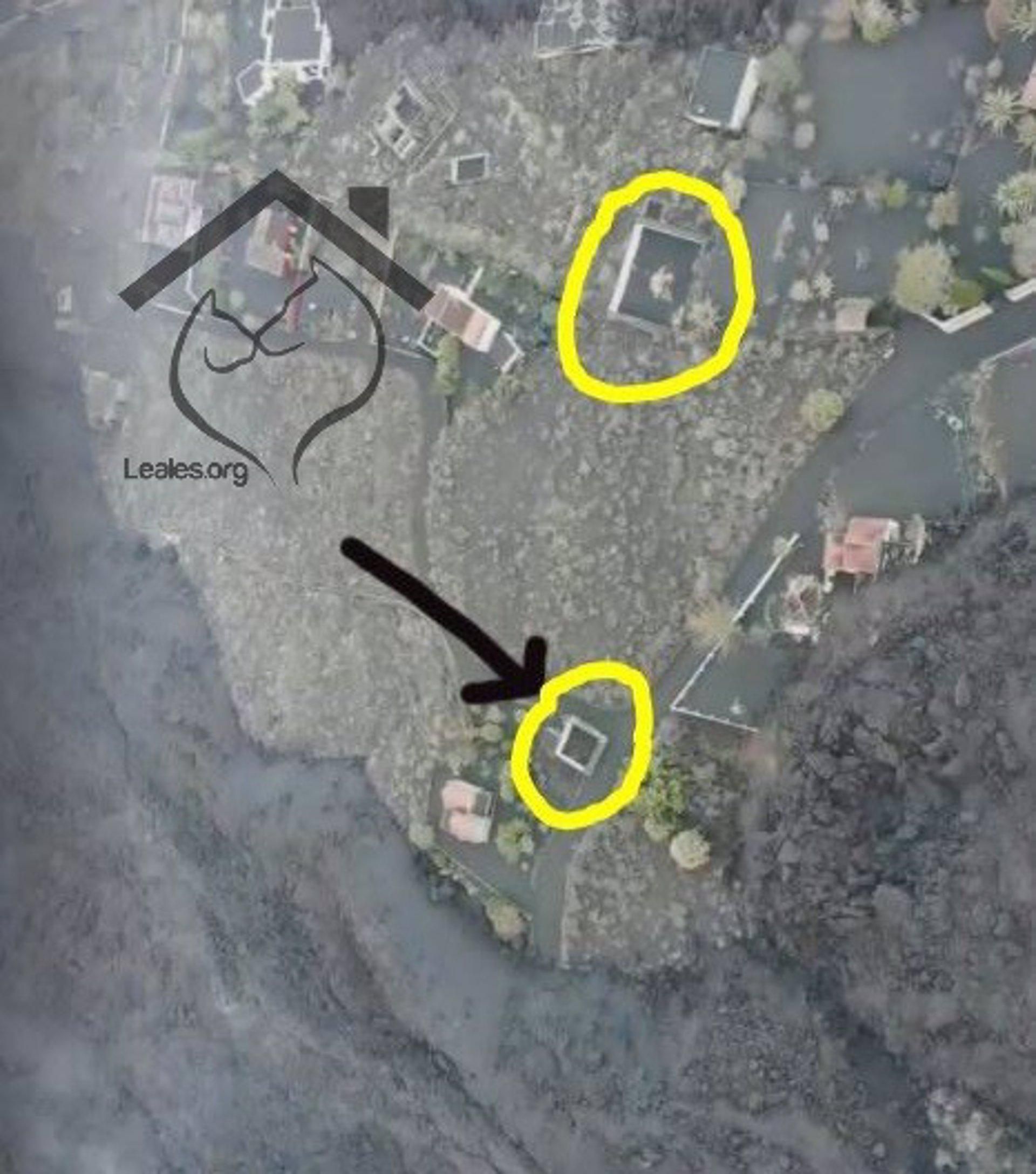 Estanques con perros atrapados por la lava en el barrio de El Paraíso, en El Paso. LEALES.OG