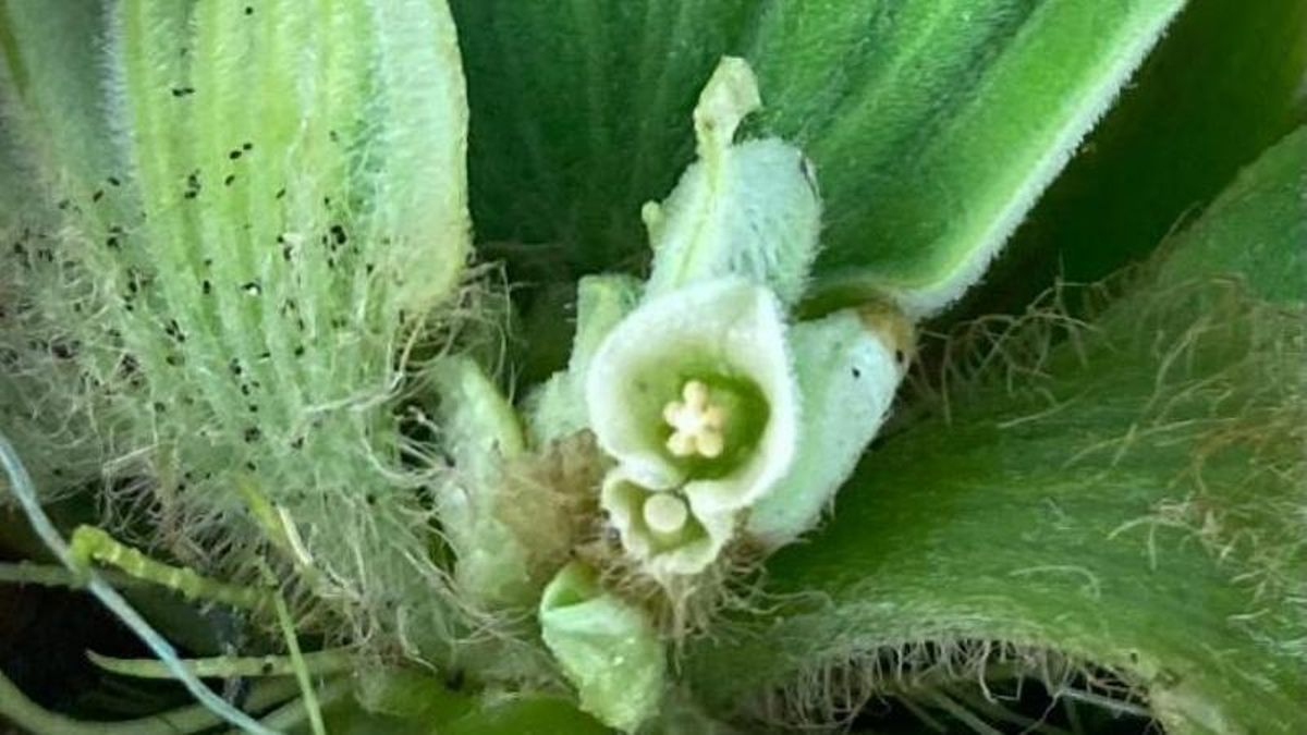 Detalle de una flor descubierta en uno de los ejemplares recolectados.