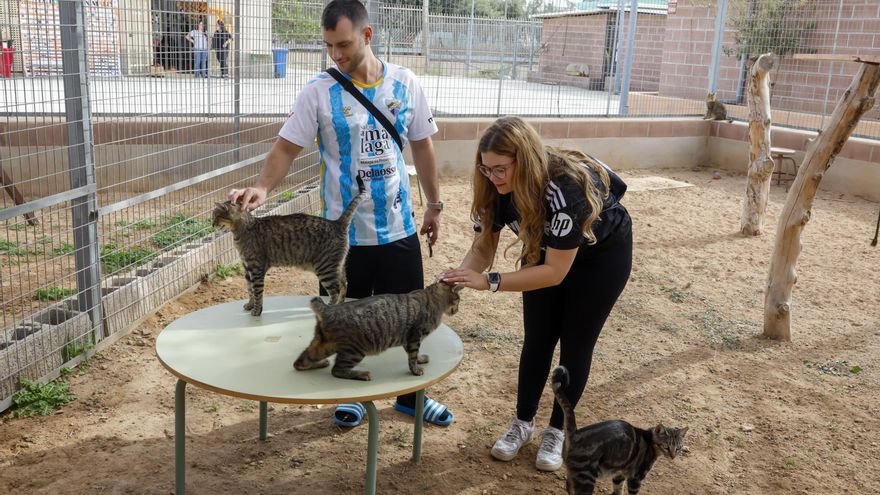 Halloween también es para las mascotas