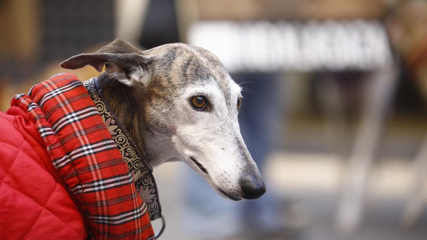 Maltratar al perro de la pareja para dañarla también puede ser violencia machista