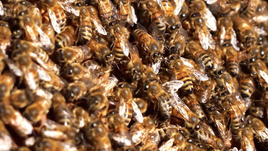 Un estudio alerta del riesgo ecológico de la alta densidad de colmenas de abejas