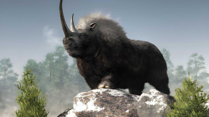 ¿Por qué los neandertales de lo que hoy es España guardaban dientes de rinoceronte? El hallazgo cambia lo que parecía un simple resto animal