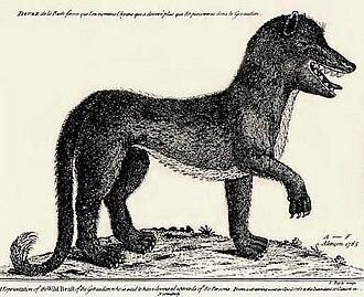 La Bestia de Gévaudan. Grabado del siglo XVIII