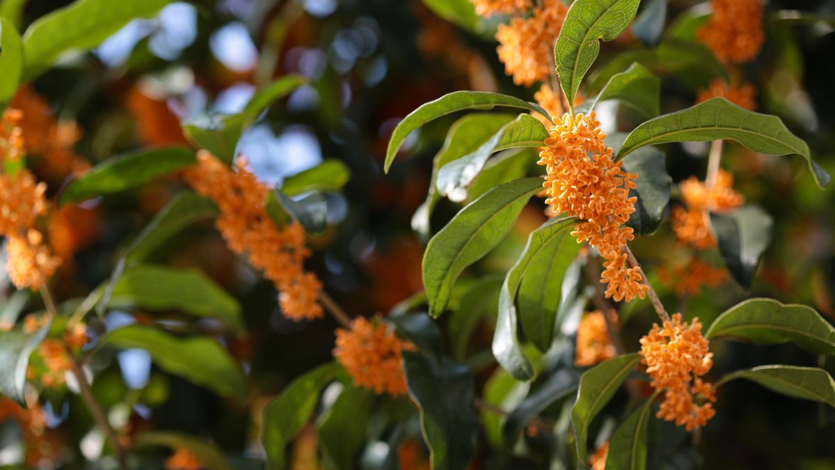 Cómo cultivar en maceta este pequeño árbol para llenar de perfume cualquier balcón o terraza