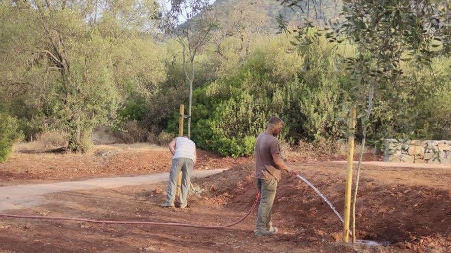 Critican la "negligencia" que ha provocado la seca de los árboles recién plantados en el Parque de El Patriarca