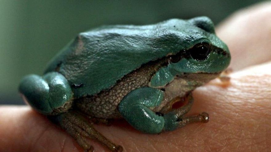 La ranita de San Antonio esquivó la extinción por su resistencia al frío