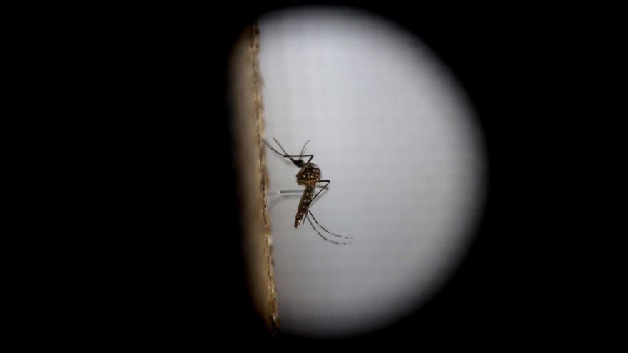 Sanidad localiza "puntos críticos" cercanos a la vivienda de Tenerife en la que se localizó el mosquito 'Aedes aegypti'