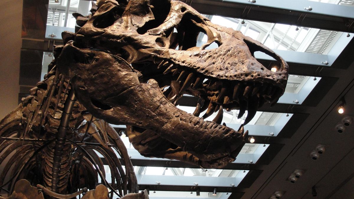 El ejemplar del museo de Los Ángeles conserva aproximadamente el 70% del esqueleto y únicamente fue necesario retirar pequeñas porciones pertenecientes a dos piezas dentales