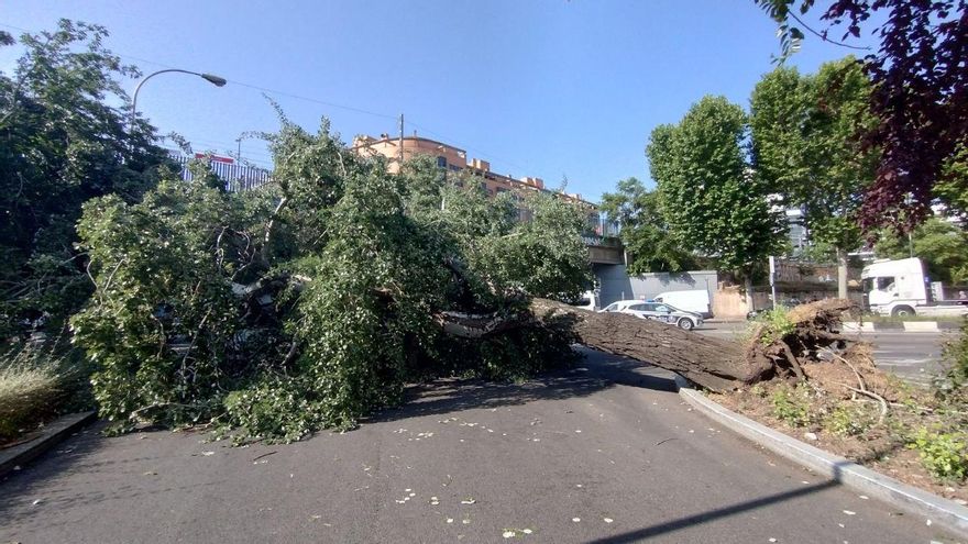 Un enorme árbol sepulta una furgoneta después de la tormenta en la calle Méndez Álvaro