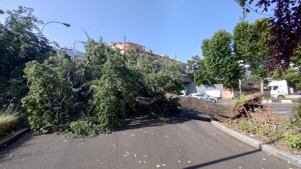 Un enorme árbol sepulta una furgoneta después de la tormenta en la calle Méndez Álvaro