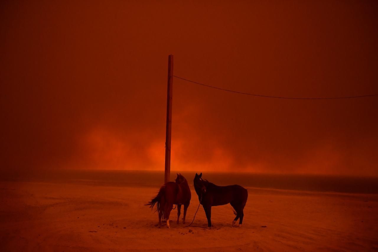 'Evacuated', segundo premio de la categoría 'Medio ambiente'. Unos caballos evacuados permanecen atados a un poste mientras el humo de un incendio forestal ondea sobre ellos en la playa de Zuma (Malibú), EEUU.