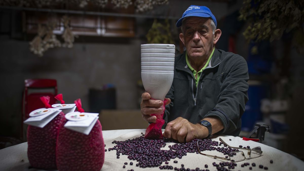 El proceso de selección de la alubia de Anguiano todavía es muy manual y rudimentario