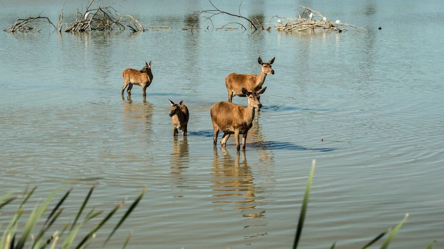 Vitoria celebra diez años de capitalidad verde europea pero se pone deberes para seguir siéndolo en 2030