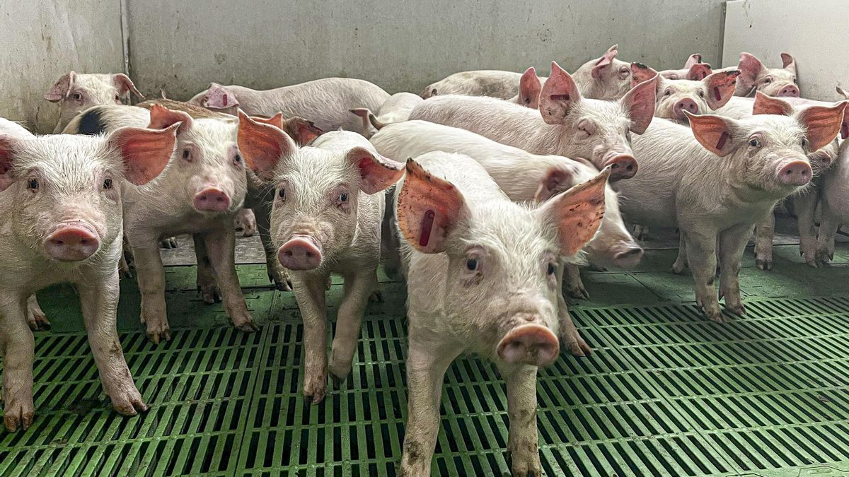 Asaja alerta de los robos en explotaciones agropecuarias de la zona de Ciudad Real y exige un refuerzo de la vigilancia