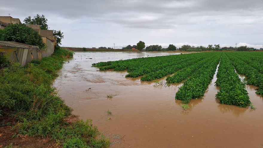 La DANA deja casi 10.000 hectáreas de superficie agraria afectadas en Castilla-La Mancha, la mayoría en Toledo