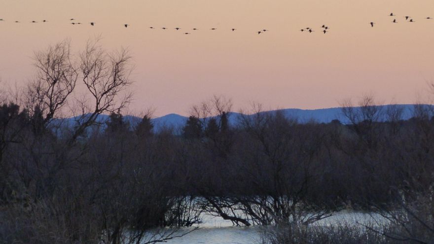  La alberca de Alboré es un humedal entre las localidades de Montmesa y Alcalá de Gurrea catalogado como Zona de Especial Conservación