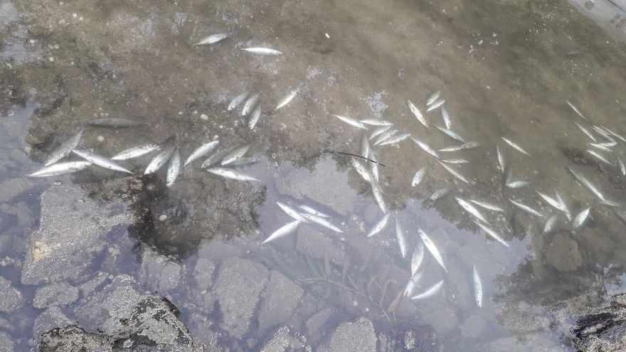 Imagen de un banco de peces intoxicado en la Ría de Arousa | Plataforma en Defensa da Ría de Arousa