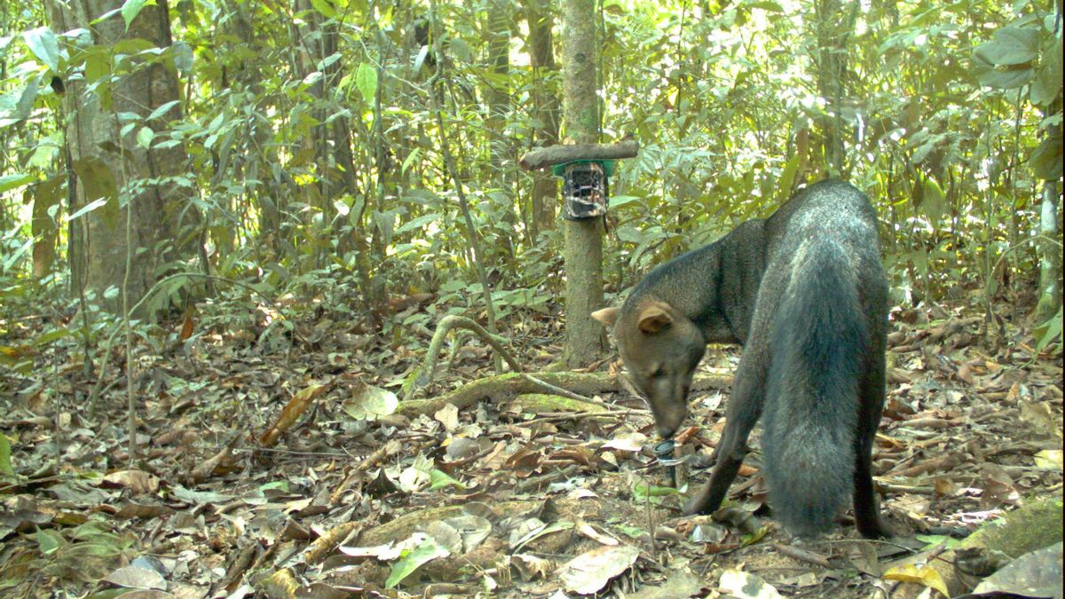 El perro fantasma es una de las especies menos conocidas a nivel mundial. Foto: cortesía Guido Ayala & María Viscarra/WCS Bolivia
