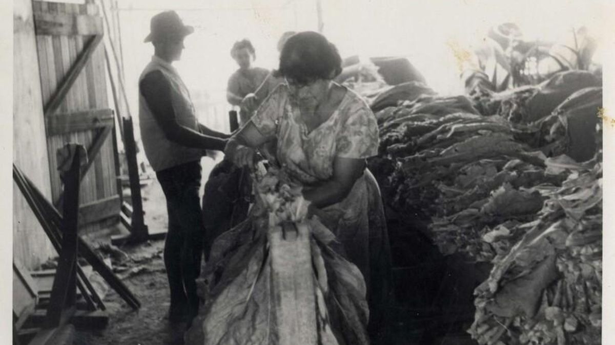 Trabajadoras españolas en un secadero de tabaco en Australia.
