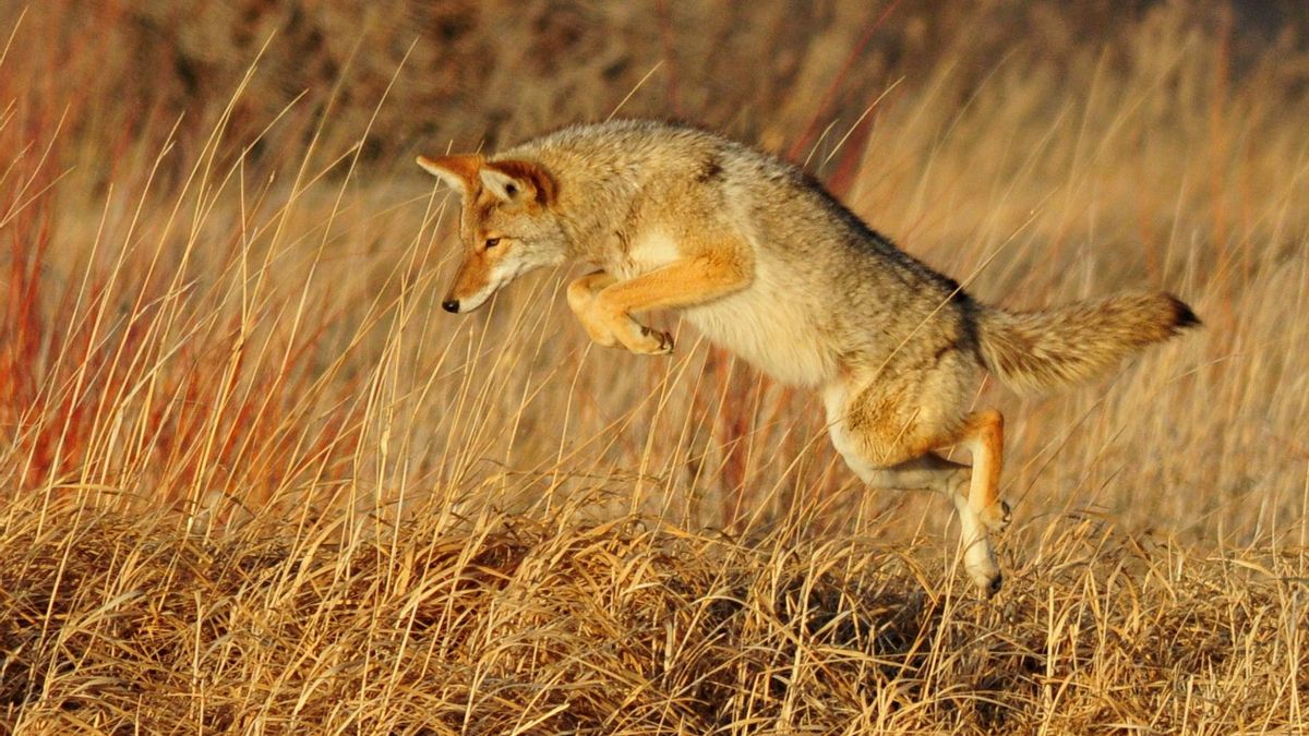 Un coyote, incluso lesionado, podría atrapar a un correcaminos