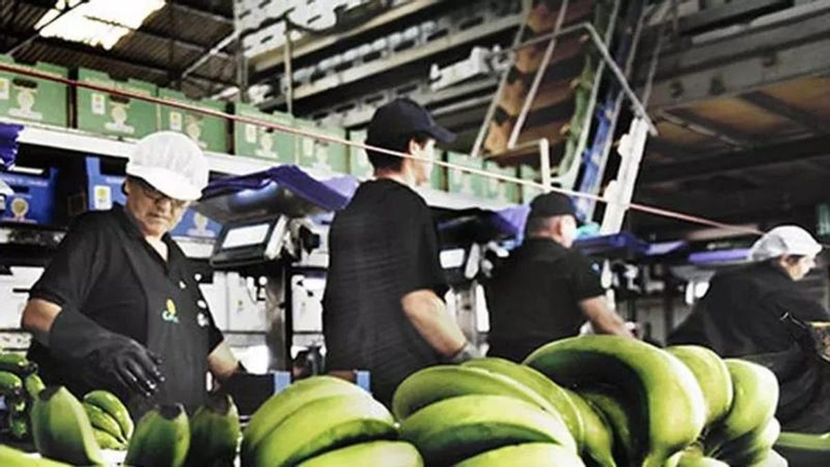 Primera ‘pica’ de plátano del año en Canarias: Asprocan ordena la retirada de 630.000 kilos