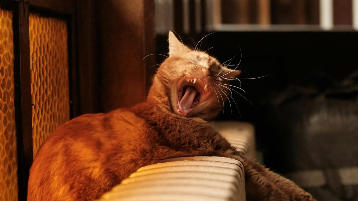 El problema es que el radiador es peligroso para la mayoría de animales de compañía, pero es especial para los felinos
