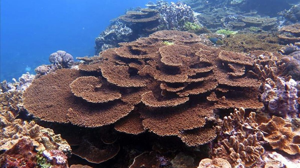 El catálogo amplía el número de especies conocidas