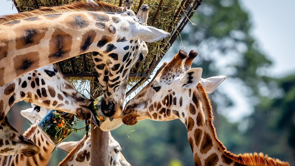 Jirafas del parque Safari Beekse Bergen comiendo helado, en Hilvarenbeek (Países Bajos). El parque zoológico está refrescando a los animales que sufren el calor dándoles helado.