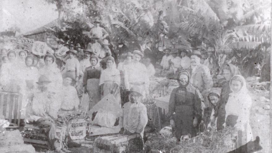 Empaquetados de plátanos en guacales