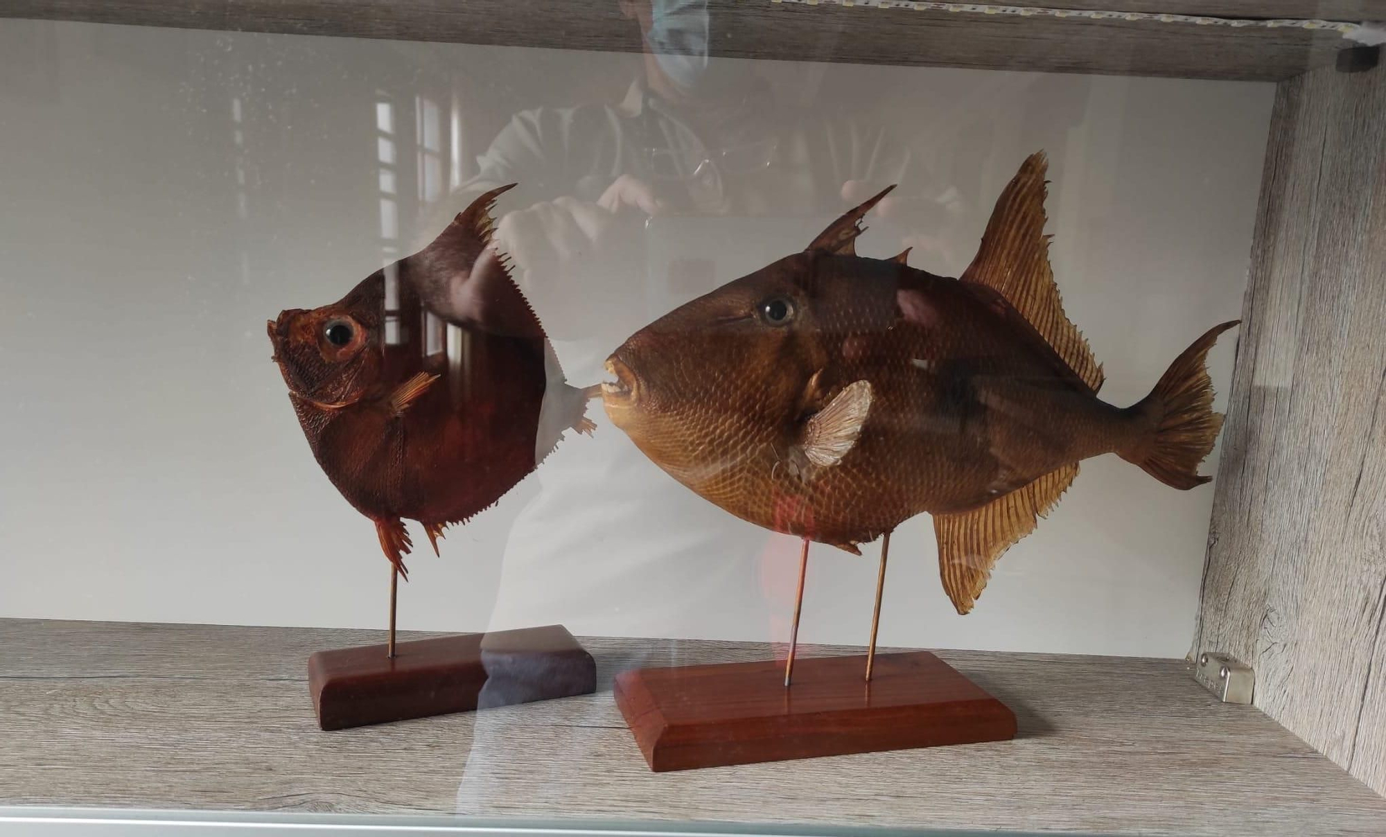 Dos ejemplares de peces donados al Gabinete de Historia Natural.