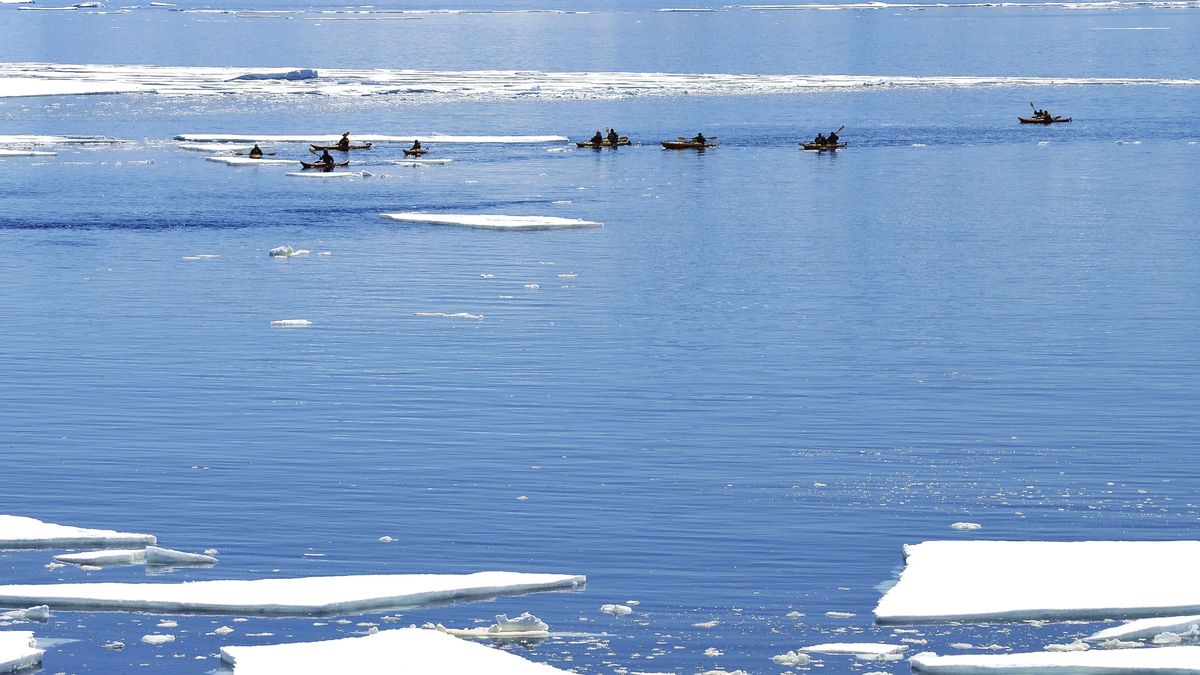 Encuentran en la Antártida las primeras huellas de un mamífero carnívoro de hace 50 millones de años