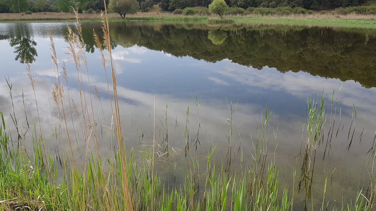 Descubren la presencia del topillo de Cabrera durante la recuperación ambiental del Valle de las Hazadillas