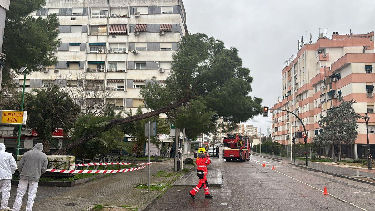 Árbol caído por el aire en la Avenida Virgen Milagrosa