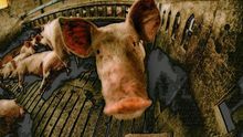 El TTIP, un peligro para los animales