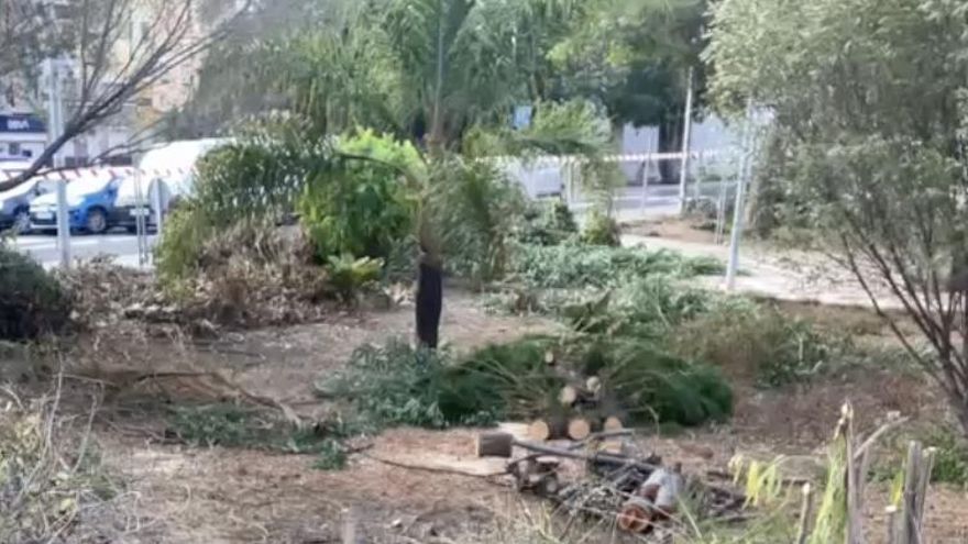La Justicia acepta la petición de una asociación medioambiental de cesar de forma urgente la tala de árboles en Santa Cruz de Tenerife
