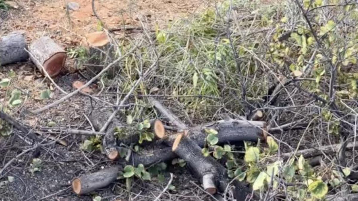 La Justicia acepta la petición de una asociación medioambiental de cesar de forma urgente la tala de árboles en Santa Cruz de Tenerife