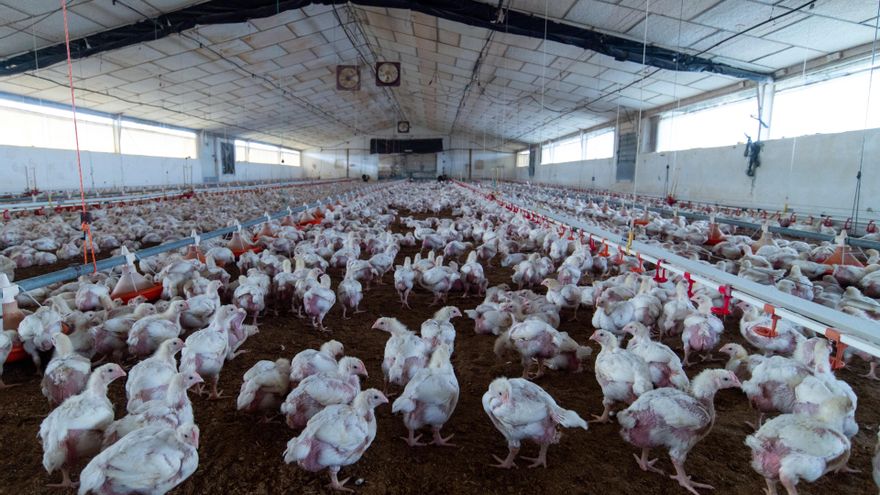 Sacrifican en Valladolid a 24.000 pollos de engorde con la enfermedad de Newcastle