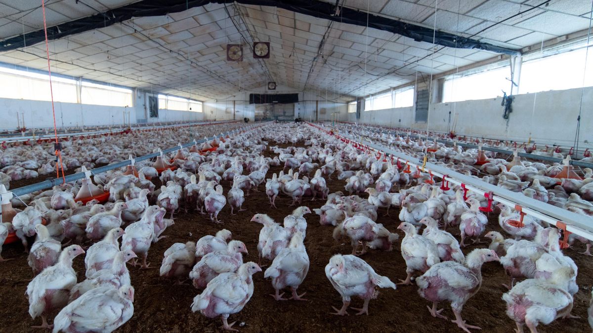 Sacrifican en Valladolid a 24.000 pollos de engorde con la enfermedad de Newcastle
