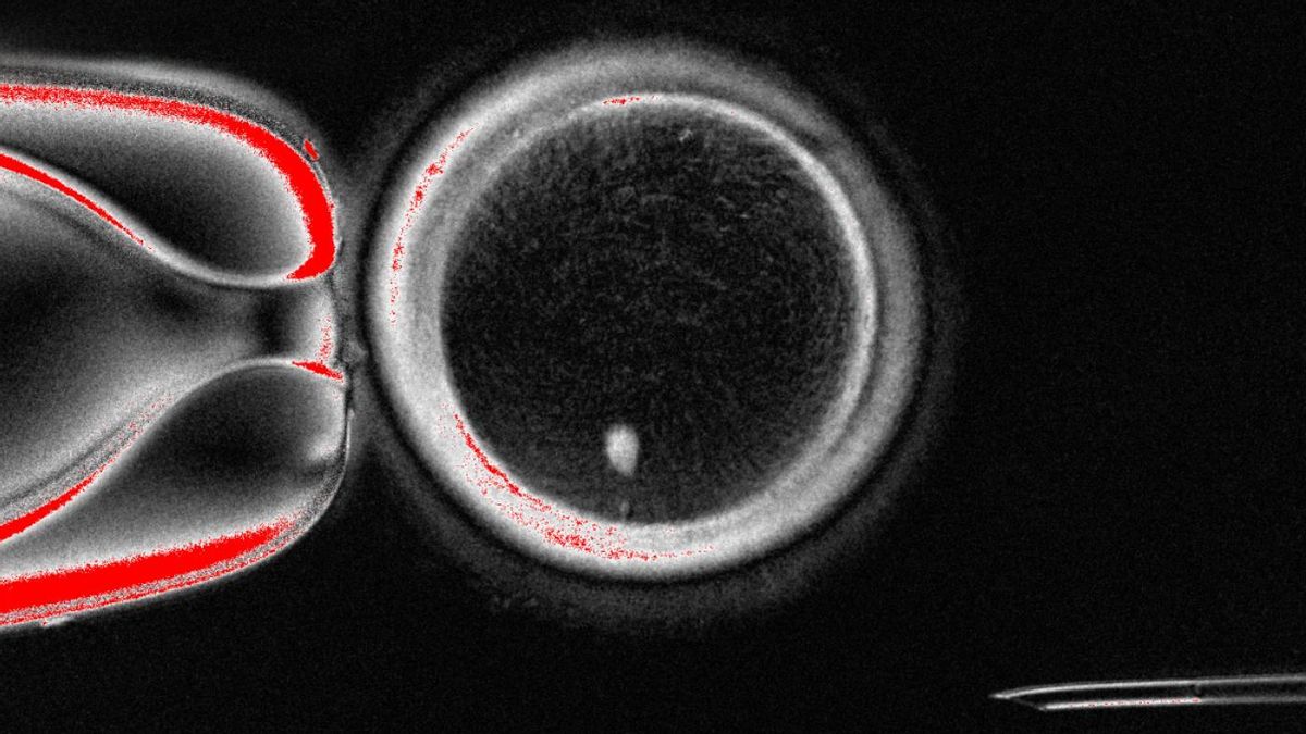 Consiguen por primera vez generar óvulos humanos potencialmente fecundables a partir de células de la piel