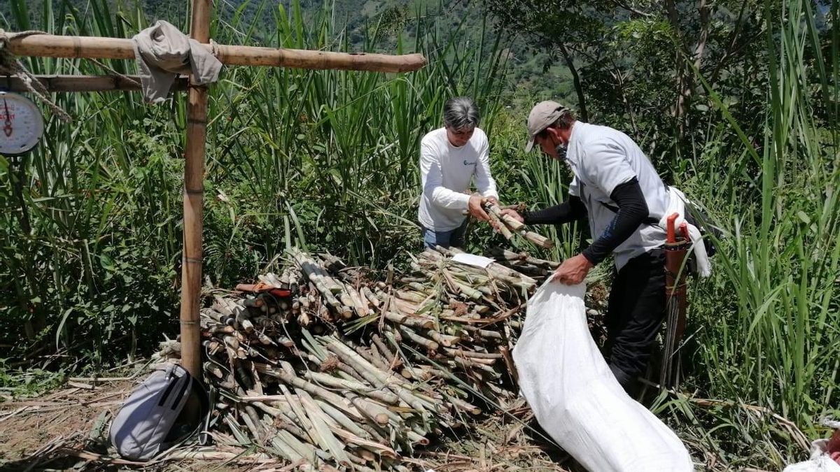 ¿Qué es la panela y de dónde viene este sustituto del azúcar tan extendido?