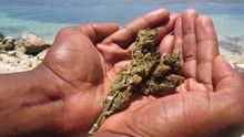 La despenalización del cannabis comienza a aliviar las tensiones en Jamaica