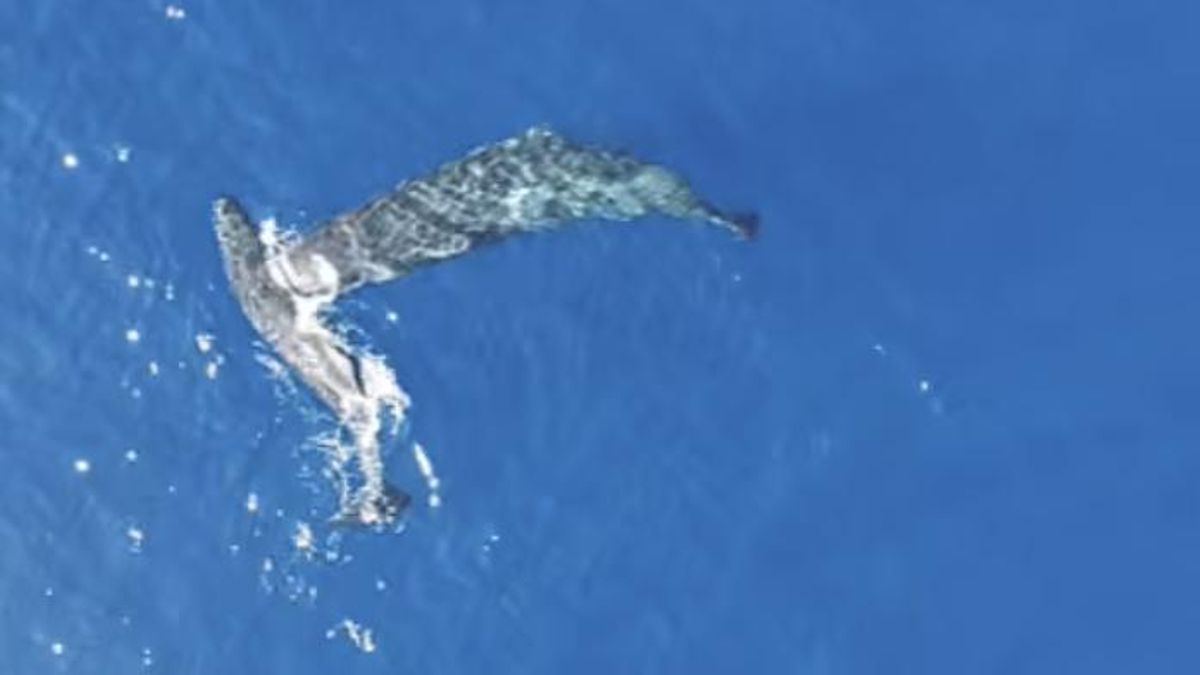 Moby Dick parecía una leyenda exagerada pero la ciencia lo ha grabado: el cachalote usa su cráneo como ariete en pleno ataque