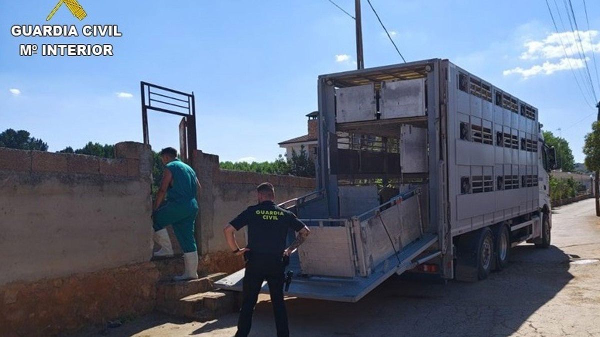 Sacrifican 28 ovejas en Ruidera por incumplir la parcela urbana en la que se hallaban la normativa de sanidad animal