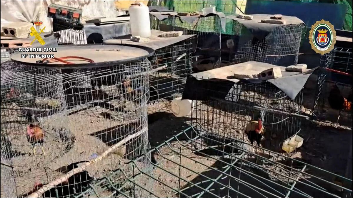 La Guardia Civil desmantela dos centros de cría y selección de gallos de pelea en el asentamiento sevillano de El Vacie