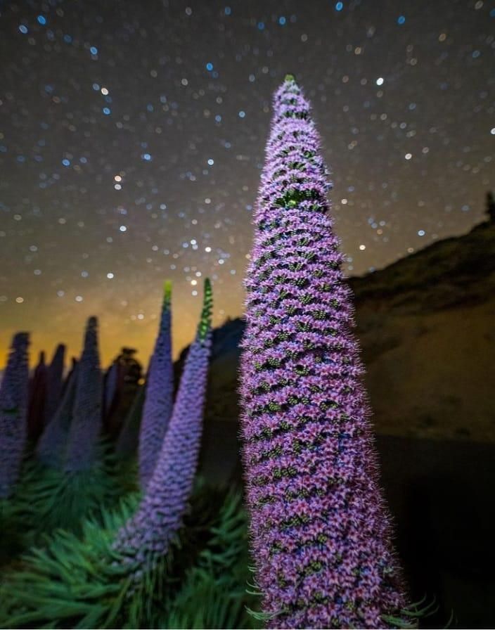 Tajinastes y cielo nocturno. Autor: BABAK TAFRESHI