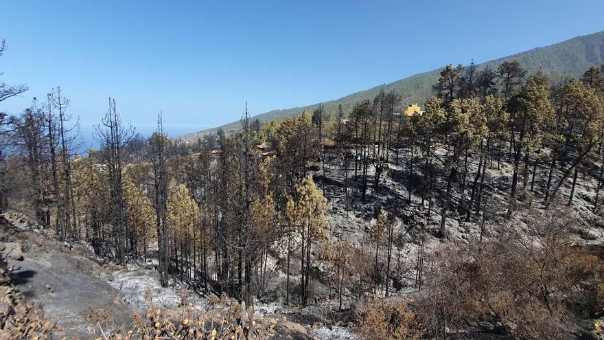 Zona afectada por  el incendio de Tijarafe