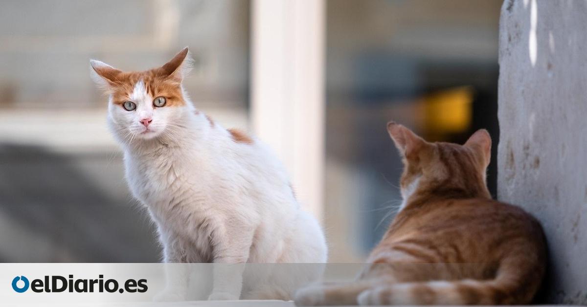 ¿Por qué tu gato mete la pata en el bebedero antes de beber?