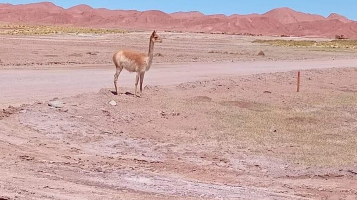 Camélidos como los guanacos, llamas y vicuñas son parte central de la fauna en la reserva Los Andes. Foto: obtenida por Mongabay Latam
